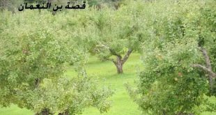 AppleOrchard  1   1   1  310x165 - قصة ثابت بن النعمان والد الامام  ابو حنيفه النعمان مع التفاحة