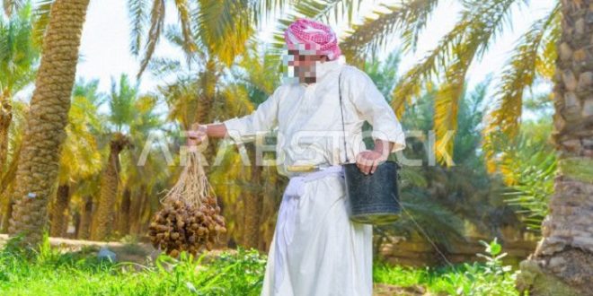 image 11348 saudi gulf farmer harvesting picking dates using old folk preview censored 660x330 - سعودي سافر يتمشى في الهند وبسبب صوت آذان سمعه اكتشف قـ.ـاتل هارب من السعودية شوفوا اللي سواه