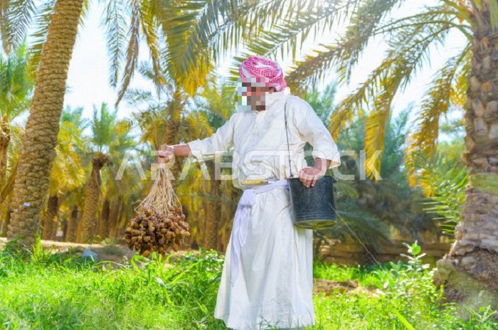 image 11348 saudi gulf farmer harvesting picking dates using old folk preview censored - سعودي سافر يتمشى في الهند وبسبب صوت آذان سمعه اكتشف قـ.ـاتل هارب من السعودية شوفوا اللي سواه