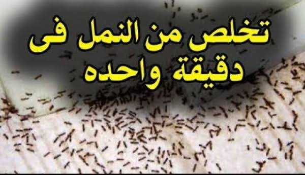 images 54 1655311282 1 - “من غير مبيد ولا رش”.. تخلصي من النمل المزعج في المنزل بأسهل وأسرع طريقة