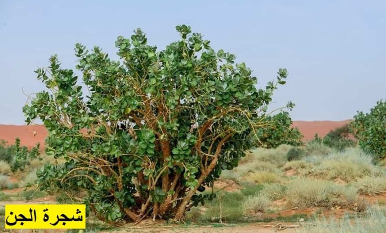 شجرة الجن بتعمل ايه؟ .. مش هتخطر على بالك.. موجودة في كل مكان و دواء لهذه الامراض photo ٢٠٢٢ ١٢ ٠٢ ٠١ ٠٦ ١٤ 780x470 - شجرة الجن بتعمل ايه؟ .. مش هتخطر على بالك.. موجودة في كل مكان و دواء لهذه الامراض