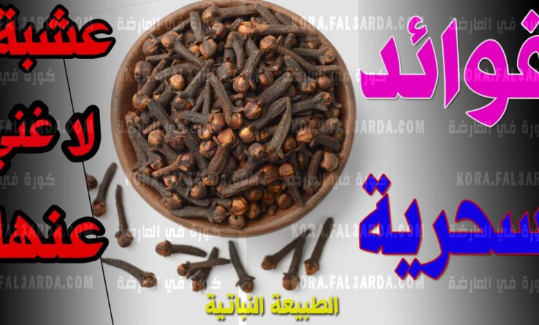 هتبقى وحش مع المدام.. عشبة بمفعول “سحري” تناولها كل ليلة قبل النوم هتخليك بقوة 100 الحصان حتى لو عمرك 70 سنة photo ٢٠٢٢ ١٢ ٠٤ ٠٠ ٣٣ ٣٩ 780x470 - هتبقى وحش مع المدام.. عشبة بمفعول “سحري” تناولها كل ليلة قبل النوم هتخليك بقوة 100 الحصان حتى لو عمرك 70 سنة