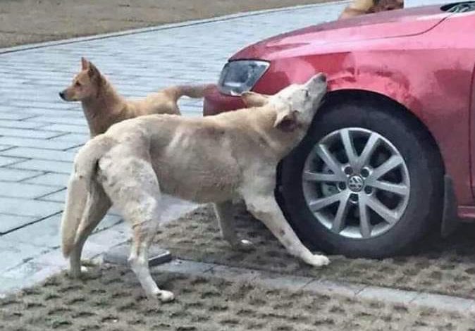 شاب سوري على وشك الترحيل من تركيا بسبب كـ.ـلب ضـ.ـال .. اليك التفاصيل 320885527 547903150568783 8912309903568260002 n 674x470 - شاب سوري على وشك الترحيل من تركيا بسبب كـ.ـلب ضـ.ـال .. اليك التفاصيل