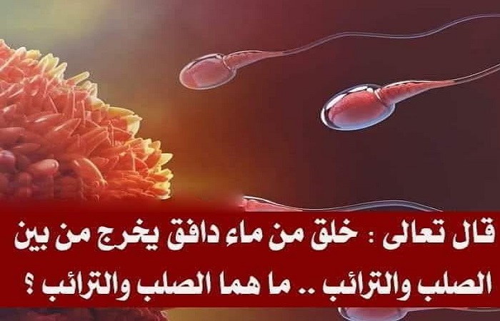 قال تعالى : خلق من ماء دافق يخرج من بين الصلب والترائب .. ما هما الصلب والترائب ؟ 322202180 553068490205541 1179074404926308039 n 1 - قال تعالى : خلق من ماء دافق يخرج من بين الصلب والترائب .. ما هما الصلب والترائب ؟
