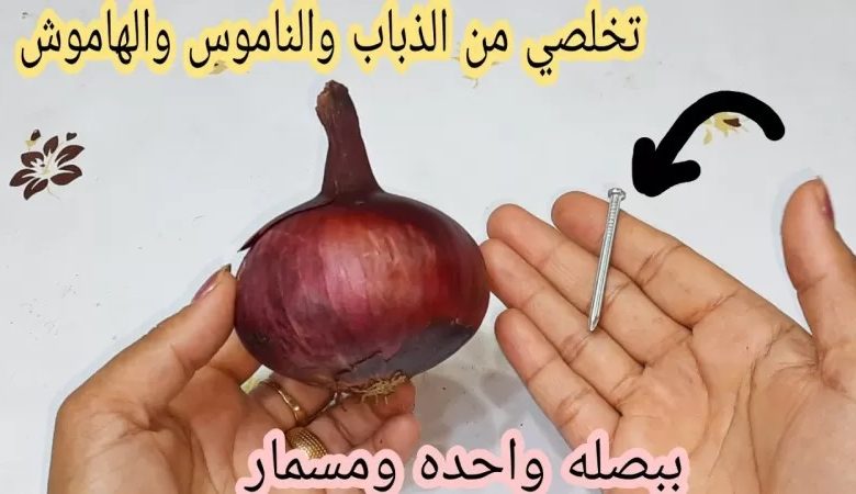 ببصلة واحدة ومسمار تخلصي تماما من النمل والناموس والصراصير وصفة سحرية لا تخطر على بال العفريت 300649218 439908841494523 2455233920003819520 n 780x450 - ببصلة واحدة ومسمار تخلصي تماما من النمل والناموس والصراصير وصفة سحرية لا تخطر على بال العفريت