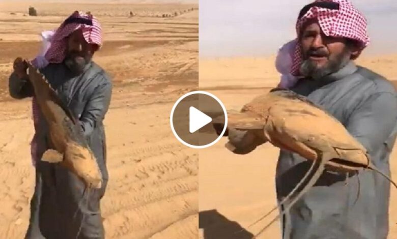 شاهد فيديو يحدث صدمة وحيرة لمواطن سعودي يصطاد سمكة كبيرة وسط الصحراء بدون وجود ماء 335840753 1240193256588333 1988547238221399504 n 1 780x470 - شاهد فيديو يحدث صدمة وحيرة لمواطن سعودي يصطاد سمكة كبيرة وسط الصحراء بدون وجود ماء