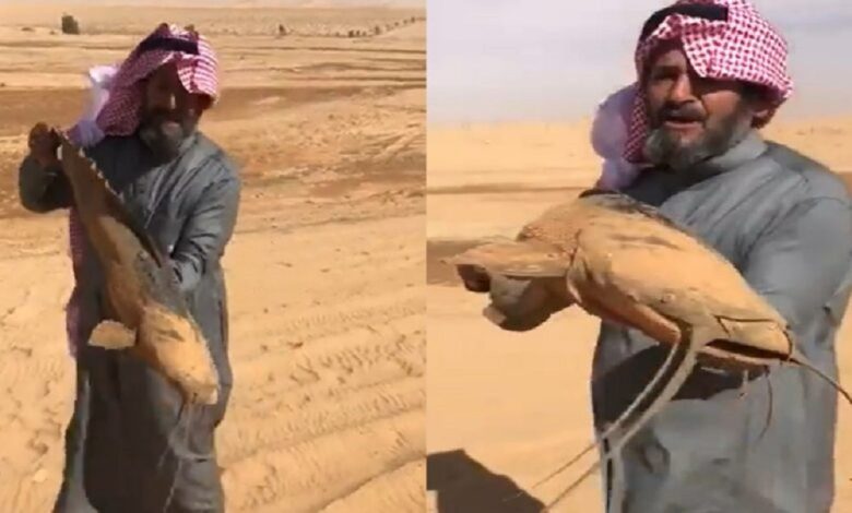شاهد فيديو يحدث صدمة وحيرة لمواطن سعودي يصطاد سمكة كبيرة وسط الصحراء بدون وجود ماء 335840753 1240193256588333 1988547238221399504 n 780x470 - شاهد فيديو يحدث صدمة وحيرة لمواطن سعودي يصطاد سمكة كبيرة وسط الصحراء بدون وجود ماء