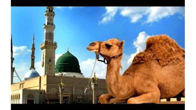 photo 2023 03 10 13 52 50 390x220 - أغلى ناقة فى التاريخ هى القصواء