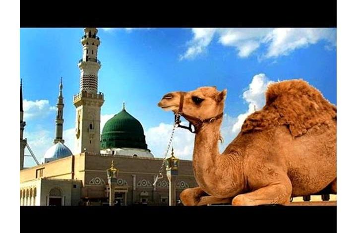 أغلى ناقة فى التاريخ هى القصواء photo 2023 03 10 13 52 50 720x470 - أغلى ناقة فى التاريخ هى القصواء