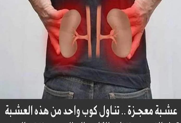 عشبة معجزة .. تناول كوب واحد من هذه العشبة قبل النوم ستنظف الكلى والحالب وستفتت الحصى 291996506 2746372028831231 1238922712323084758 n 694x470 - عشبة معجزة .. تناول كوب واحد من هذه العشبة قبل النوم ستنظف الكلى والحالب وستفتت الحصى