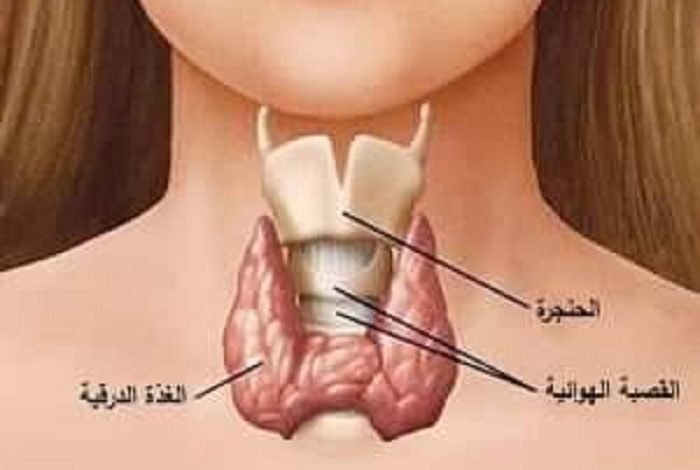 علامات مبكرة تنذر بوجود خلل في الغدة الدرقية 316130548 507905241361549 8468121545206502044 n 700x470 - علامات مبكرة تنذر بوجود خلل في الغدة الدرقية