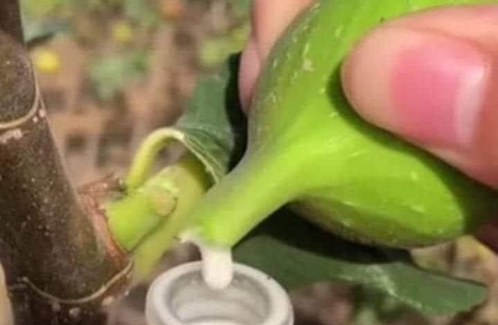 فوائد مذهلة لحليب التين الماده البيضاء التي تخرج من التين عند قطفه وهو غير ناضج 320660434 839319683999300 4860934879460997346 n 719x470 - فوائد مذهلة لحليب التين الماده البيضاء التي تخرج من التين عند قطفه وهو غير ناضج