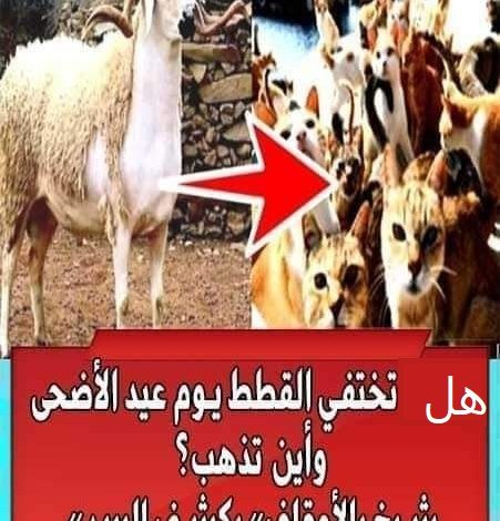 هل تختفي القطط تماما يوم عيد الاضحى.. واين تختفي 354061875 596528642608978 2698083193026611706 n 451x470 - هل تختفي القطط تماما يوم عيد الاضحى.. واين تختفي