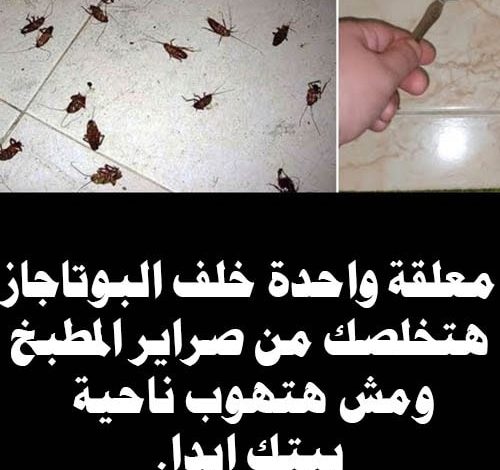 معلقة واحدة خلف البوتاجاز هتخلصك من صراصير المطبخ🤔ومش هتهوب ناحية بيتك تانى 357413839 712700174231072 115857406731948104 n 500x470 - معلقة واحدة خلف البوتاجاز هتخلصك من صراصير المطبخ🤔ومش هتهوب ناحية بيتك تانى